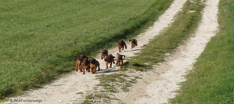 BGS vom Fischbach - Bayerischer Gebirgsschweißhund - Welpen - A-Wurf Aufzucht Ausflug